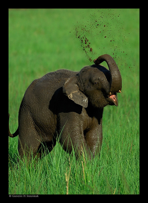 Elephant Mudbath | Fine Art | Creative & Artistic Nature Photography | Copyright © 1993-2017 Ganesh H. Shankar