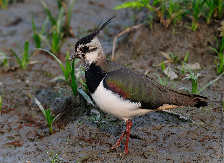 Northern Lapwing, Kaziranga National Park, India | Fine Art | Creative & Artistic Nature Photography | Copyright &copy; 1993-2017 Ganesh H. Shankar