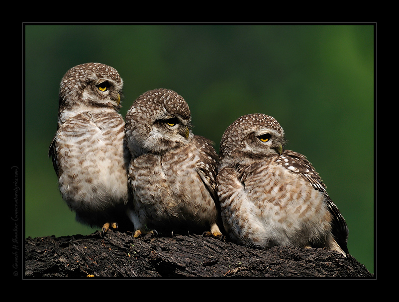 Expressions of Owlets | Fine Art | Creative & Artistic Nature Photography | Copyright © 1993-2017 Ganesh H. Shankar
