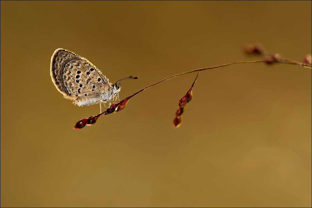 Pale Grassblue Butterfly in Dew  | Fine Art | Creative & Artistic Nature Photography | Copyright © 1993-2017 Ganesh H. Shankar