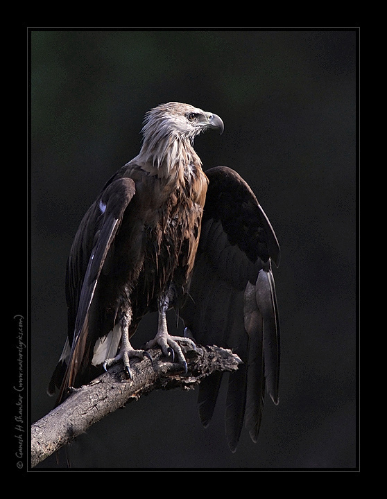 Pallas's Fish Eagle  | Fine Art | Creative & Artistic Nature Photography | Copyright © 1993-2017 Ganesh H. Shankar