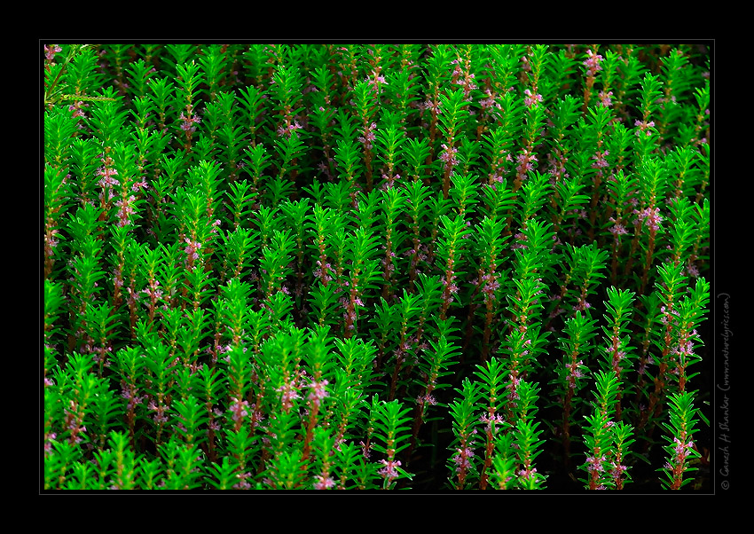  | Fine Art | Creative & Artistic Nature Photography | Copyright &copy; 1993-2017 Ganesh H. Shankar