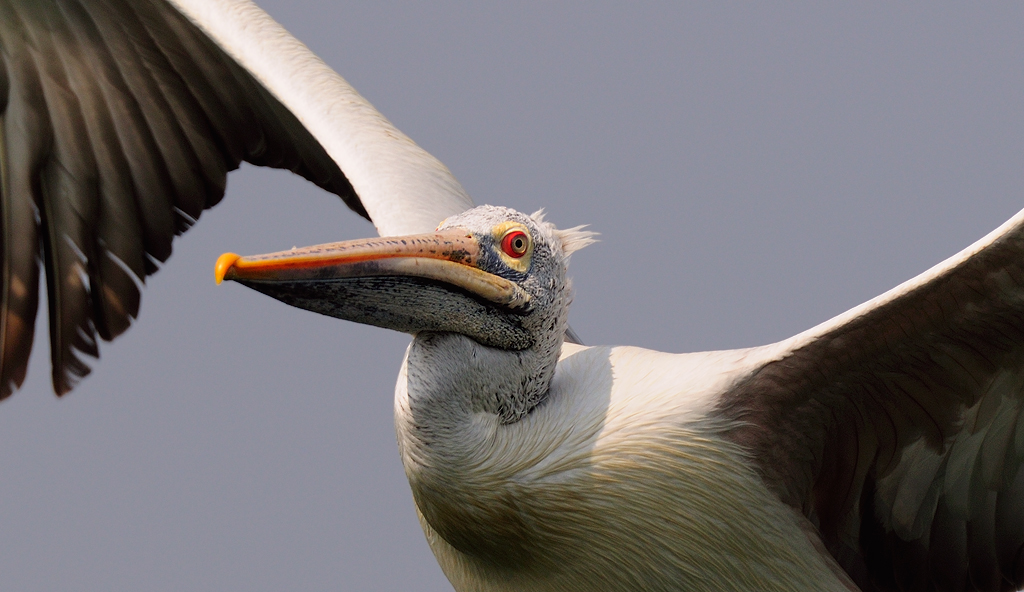  Spotbilled Pelican in Flight - A Perspective | Fine Art | Creative & Artistic Nature Photography | Copyright © 1993-2017 Ganesh H. Shankar