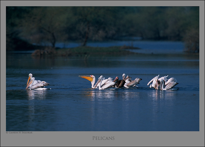 Dalmatian Pelicans Fishing | Fine Art | Creative & Artistic Nature Photography | Copyright © 1993-2017 Ganesh H. Shankar