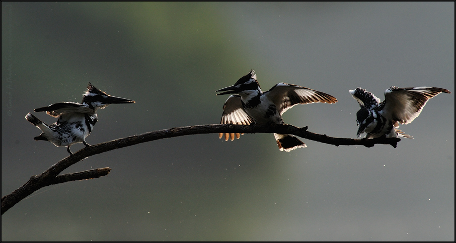 Three pied kingfishers ,Ranganathittu Bird Sanctuary, India | Fine Art | Creative & Artistic Nature Photography | Copyright &copy; 1993-2017 Ganesh H. Shankar