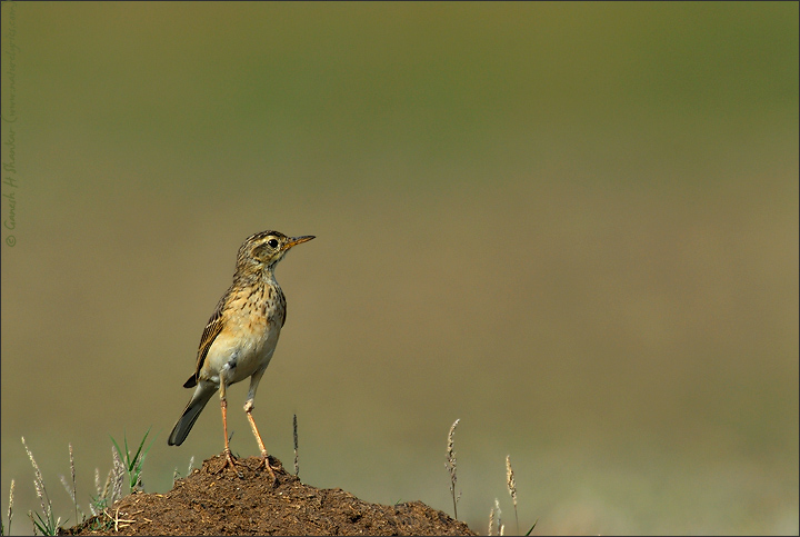 Pipit (?)  | Fine Art | Creative & Artistic Nature Photography | Copyright &copy; 1993-2017 Ganesh H. Shankar