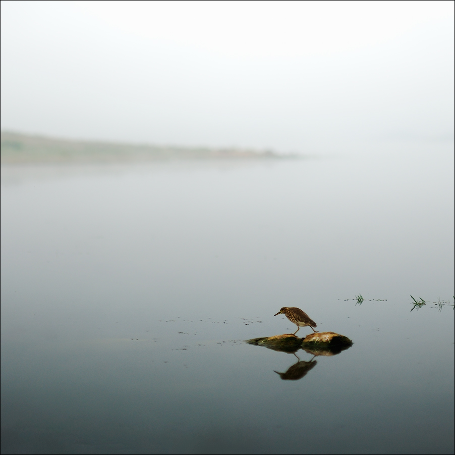 Pond Heron - Walk | Fine Art | Creative & Artistic Nature Photography | Copyright © 1993-2017 Ganesh H. Shankar