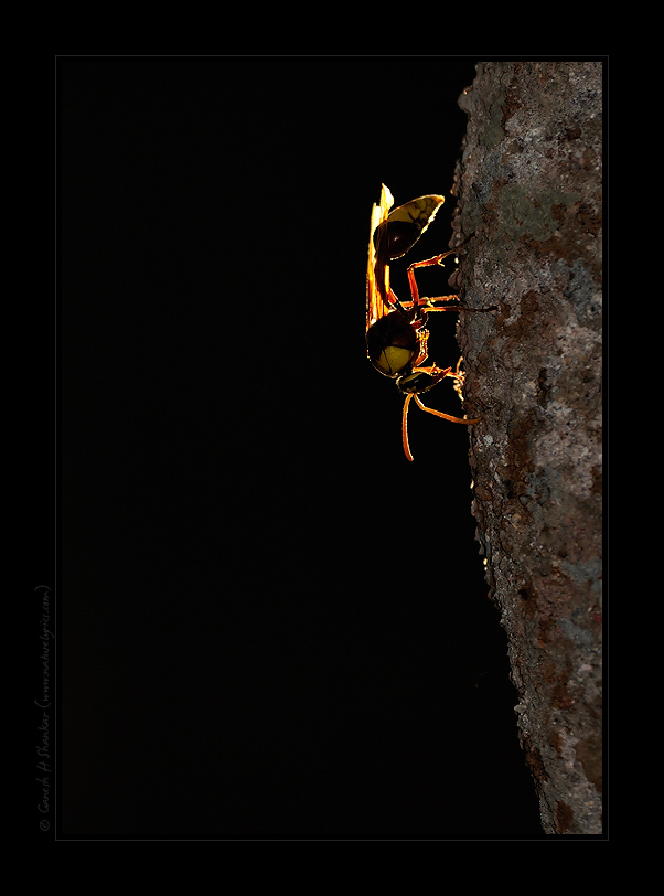 Potter Wasp on its nest, Western Ghats, India | Fine Art | Creative & Artistic Nature Photography | Copyright © 1993-2017 Ganesh H. Shankar
