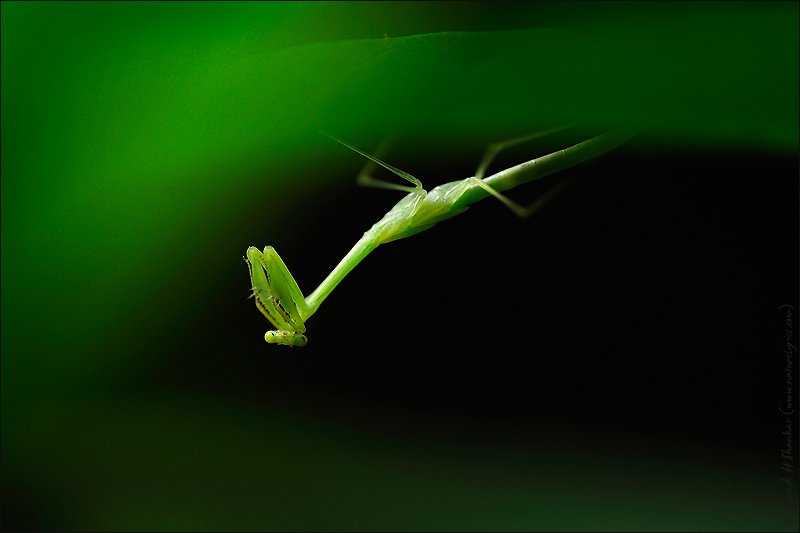 Praying Mantis - Under Leaf | Fine Art | Creative & Artistic Nature Photography | Copyright © 1993-2017 Ganesh H. Shankar