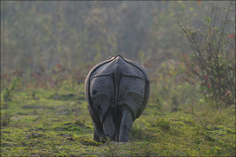 Rhino back, Kaziranga National Park. | Fine Art | Creative & Artistic Nature Photography | Copyright © 1993-2017 Ganesh H. Shankar