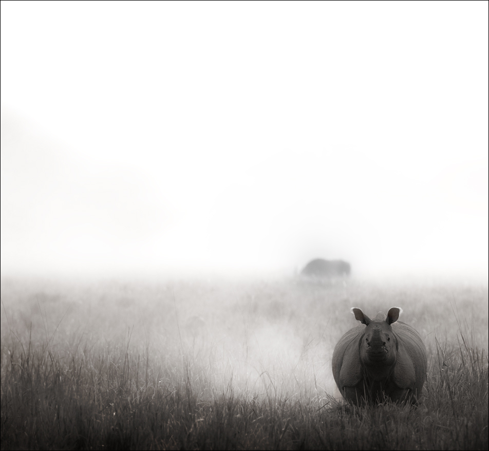  Rhino in grassland | Fine Art | Creative & Artistic Nature Photography | Copyright © 1993-2017 Ganesh H. Shankar