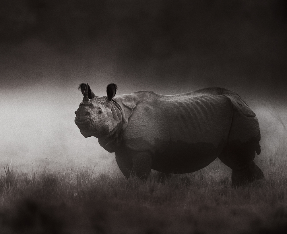  Rhino  | Fine Art | Creative & Artistic Nature Photography | Copyright © 1993-2017 Ganesh H. Shankar