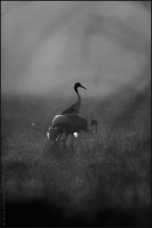 Sarus Cranes  | Fine Art | Creative & Artistic Nature Photography | Copyright © 1993-2017 Ganesh H. Shankar