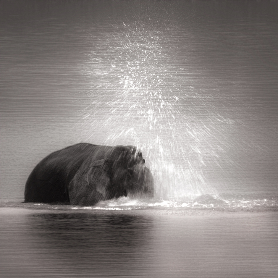 Elephant Bath | Fine Art | Creative & Artistic Nature Photography | Copyright © 1993-2017 Ganesh H. Shankar