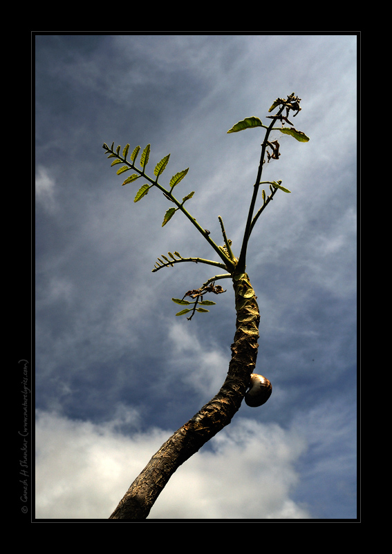 Snail on a Branch at Ramnagar | Fine Art | Creative & Artistic Nature Photography | Copyright © 1993-2017 Ganesh H. Shankar