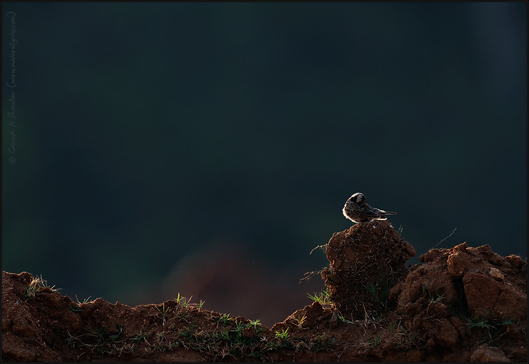 Ashy Crowned Sparrow Lark Scape | Fine Art | Creative & Artistic Nature Photography | Copyright © 1993-2017 Ganesh H. Shankar