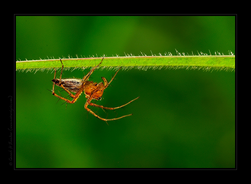 Spider under grass blade | Fine Art | Creative & Artistic Nature Photography | Copyright © 1993-2017 Ganesh H. Shankar