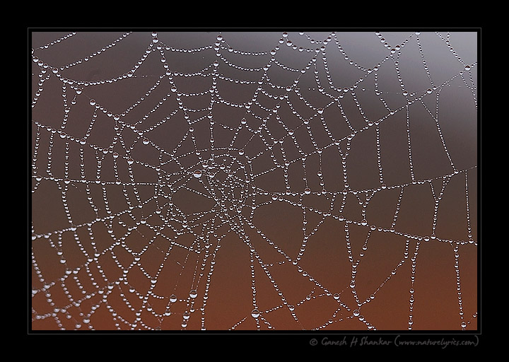 Spider Web | Fine Art | Creative & Artistic Nature Photography | Copyright © 1993-2017 Ganesh H. Shankar