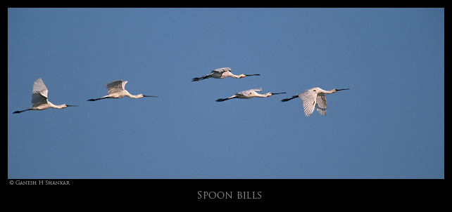 Spoonbill Flight | Fine Art | Creative & Artistic Nature Photography | Copyright © 1993-2017 Ganesh H. Shankar