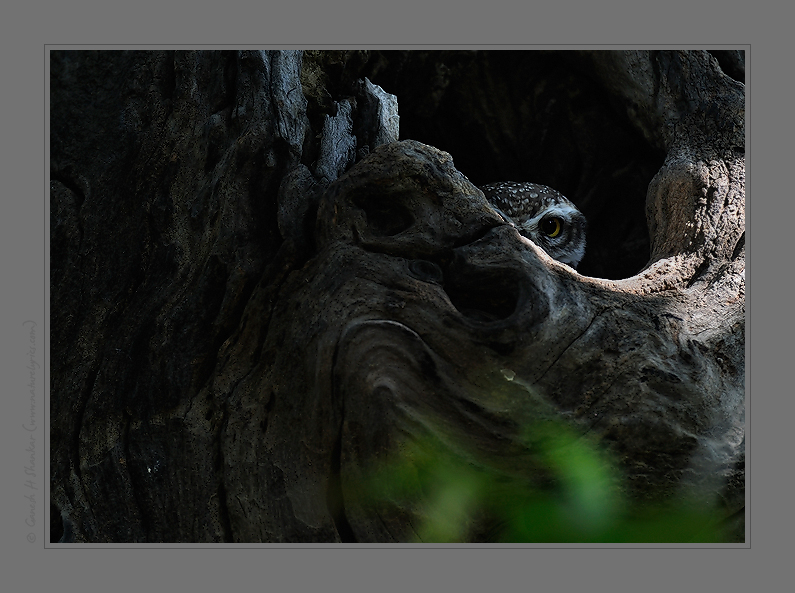 Spotten owlet and its home | Fine Art | Creative & Artistic Nature Photography | Copyright © 1993-2017 Ganesh H. Shankar