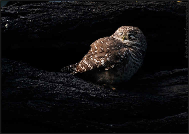 Spotted owlett in early morning light | Fine Art | Creative & Artistic Nature Photography | Copyright © 1993-2017 Ganesh H. Shankar