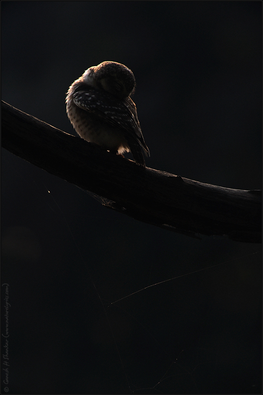 Spotted Owlet - Impressions Series 2 | Fine Art | Creative & Artistic Nature Photography | Copyright © 1993-2017 Ganesh H. Shankar
