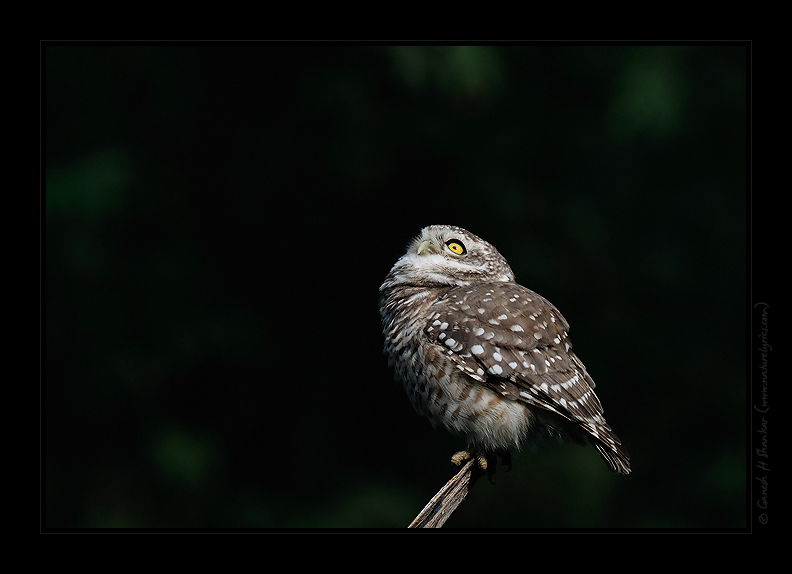 Spotted owlet - another portrait | Fine Art | Creative & Artistic Nature Photography | Copyright © 1993-2017 Ganesh H. Shankar