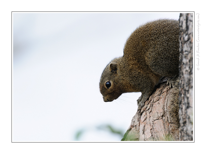 Squirrel, Kaziranga National Park. | Fine Art | Creative & Artistic Nature Photography | Copyright © 1993-2017 Ganesh H. Shankar