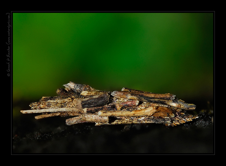 Stick Insect | Fine Art | Creative & Artistic Nature Photography | Copyright © 1993-2017 Ganesh H. Shankar