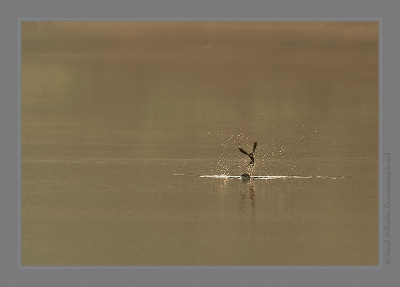 Swallow takes dip in water  | Fine Art | Creative & Artistic Nature Photography | Copyright © 1993-2017 Ganesh H. Shankar