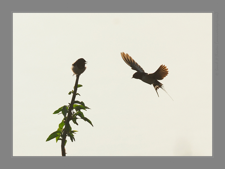 Swallows - Fighting for the perch | Fine Art | Creative & Artistic Nature Photography | Copyright © 1993-2017 Ganesh H. Shankar