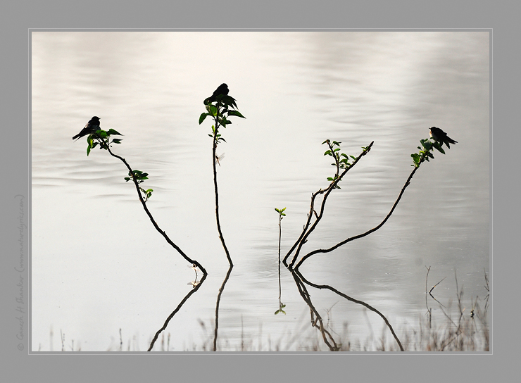 Swallows on graphic perch | Fine Art | Creative & Artistic Nature Photography | Copyright © 1993-2017 Ganesh H. Shankar