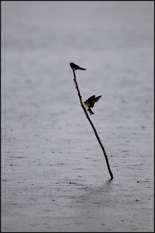 Swallows in Rain | Fine Art | Creative & Artistic Nature Photography | Copyright © 1993-2017 Ganesh H. Shankar