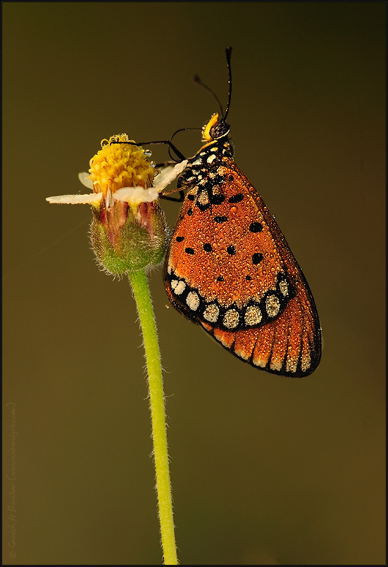 Flower and Tawny Coster Butterfly on a Flower | Fine Art | Creative & Artistic Nature Photography | Copyright © 1993-2017 Ganesh H. Shankar