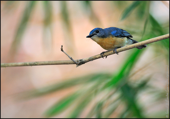 Tickell's Blue Flycatcher | Cyormis Tickelliae  | Fine Art | Creative & Artistic Nature Photography | Copyright © 1993-2017 Ganesh H. Shankar