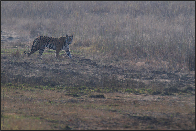 Tiger in grass land | Fine Art | Creative & Artistic Nature Photography | Copyright © 1993-2017 Ganesh H. Shankar