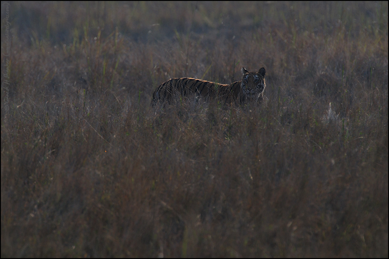 Tiger in grass land | Fine Art | Creative & Artistic Nature Photography | Copyright © 1993-2017 Ganesh H. Shankar