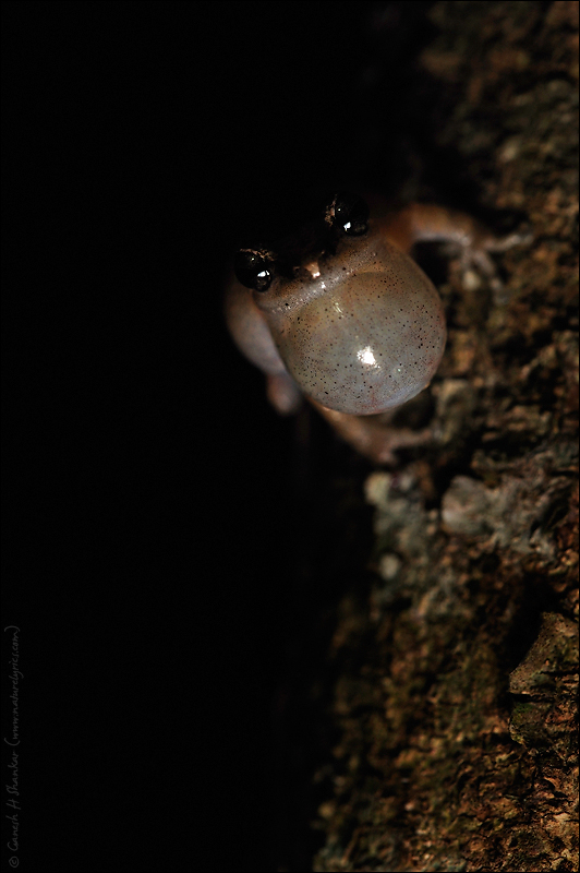 Tree Frog at Night | Fine Art | Creative & Artistic Nature Photography | Copyright © 1993-2017 Ganesh H. Shankar