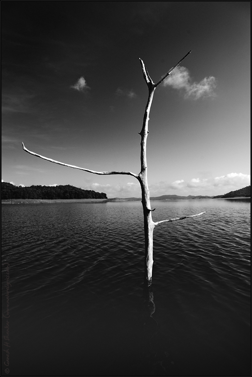 Tree in Water | Fine Art | Creative & Artistic Nature Photography | Copyright © 1993-2017 Ganesh H. Shankar