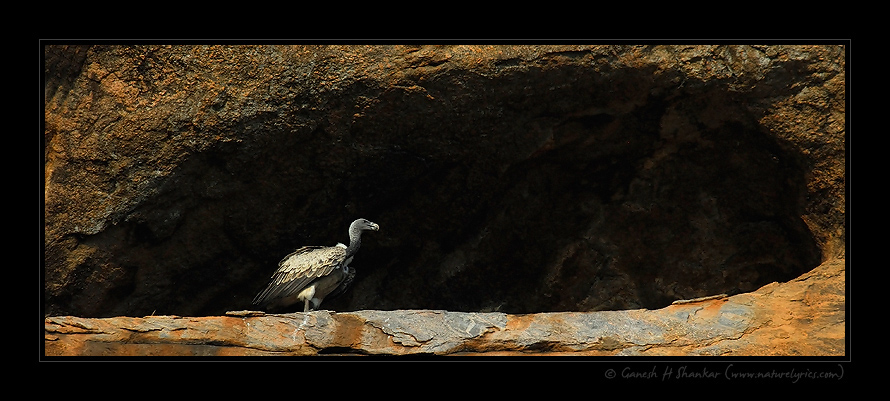 Indian Vultures World | Fine Art | Creative & Artistic Nature Photography | Copyright © 1993-2017 Ganesh H. Shankar