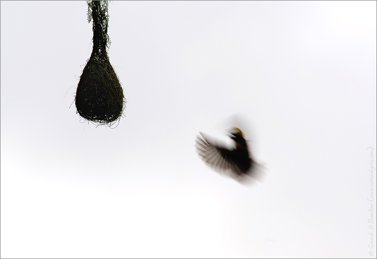 Weaver Bird Approaching Nest | Fine Art | Creative & Artistic Nature Photography | Copyright © 1993-2017 Ganesh H. Shankar