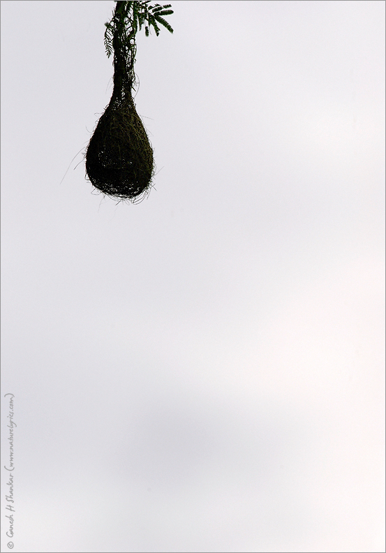 Weaver Bird Nest | Fine Art | Creative & Artistic Nature Photography | Copyright © 1993-2017 Ganesh H. Shankar