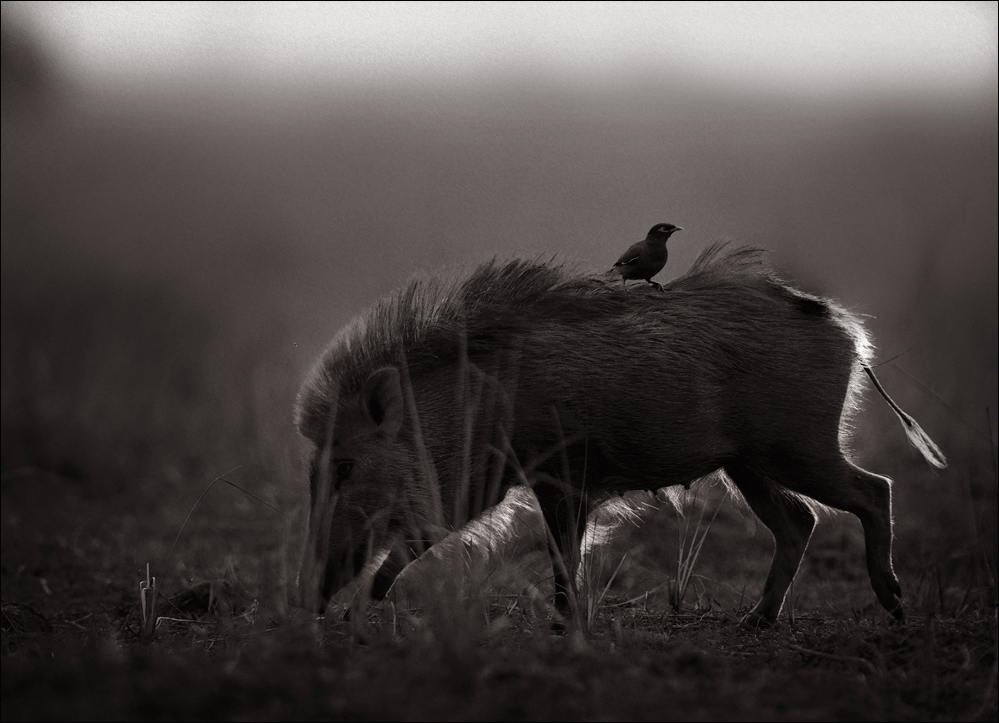  Wild Boar and Myna | Fine Art | Creative & Artistic Nature Photography | Copyright © 1993-2017 Ganesh H. Shankar