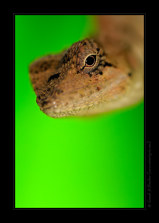  Wild Lizard - A Perspective  | Fine Art | Creative & Artistic Nature Photography | Copyright © 1993-2017 Ganesh H. Shankar
