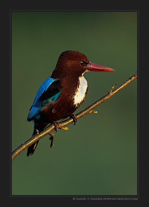  | Fine Art | Creative & Artistic Nature Photography | Copyright &copy; 1993-2017 Ganesh H. Shankar