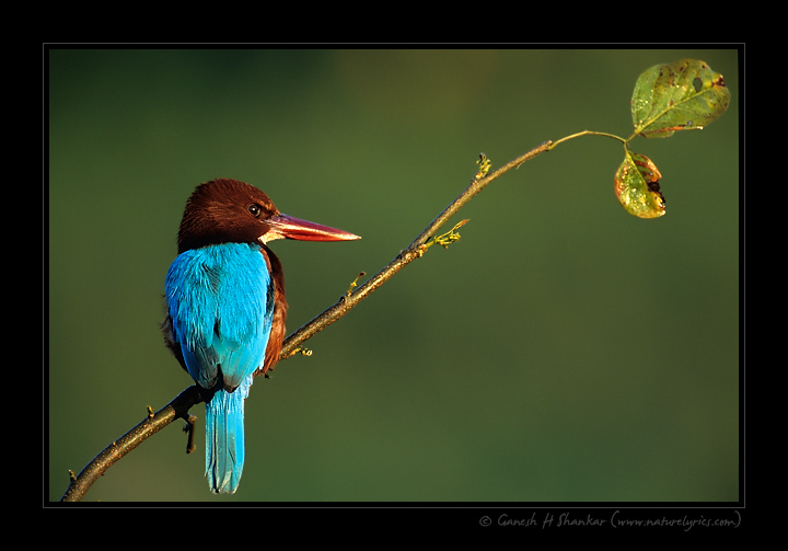  | Fine Art | Creative & Artistic Nature Photography | Copyright &copy; 1993-2017 Ganesh H. Shankar