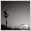 Sunrise and Butterfly | bw Fine Art Nature Photography