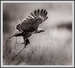 Changeable Hawk Eagle  | bw Fine Art Nature Photography