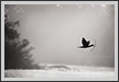  Cormorant - Morning Flight | bw Fine Art Nature Photography