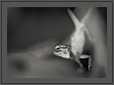 Garden Lizard | bw Fine Art Nature Photography